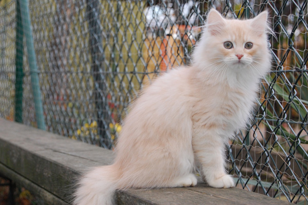 ich dar jetzt auch ins Freigehege.jpg